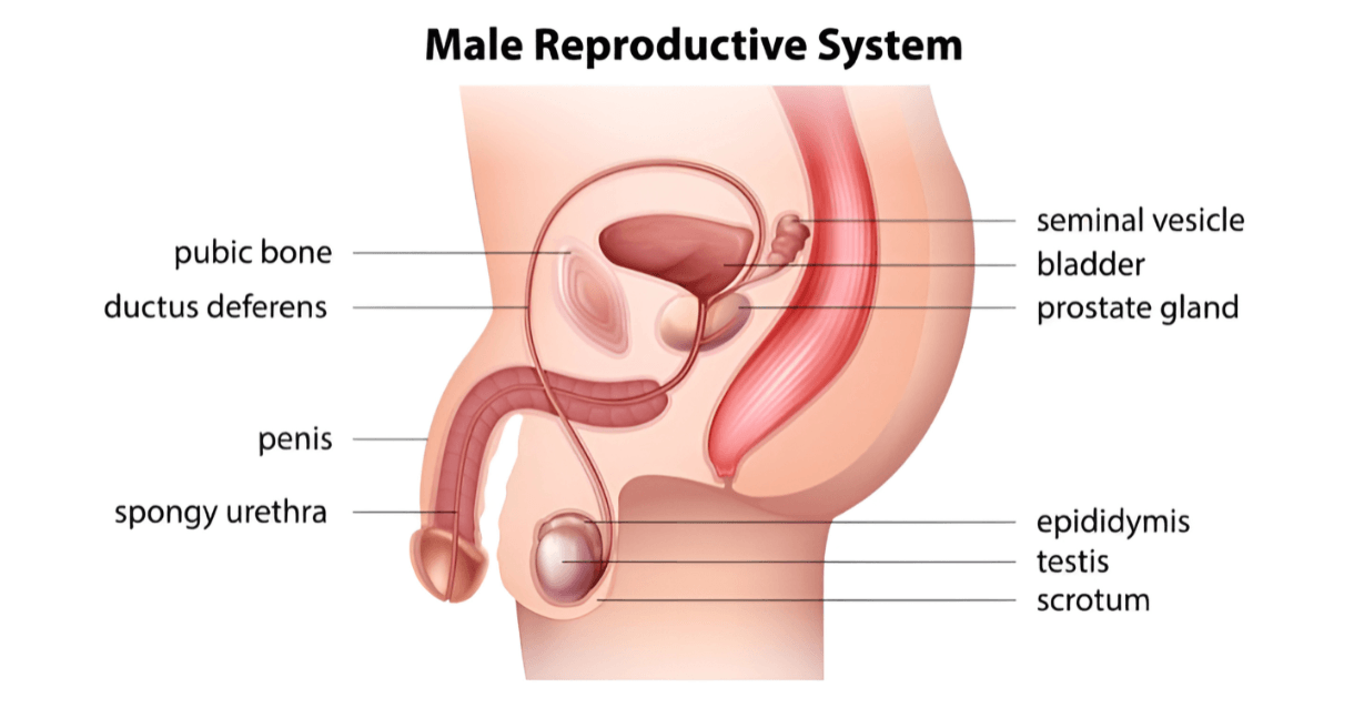 Adventuring Beyond the Norm: Prostate Orgasms Uncovered 16 ProstateOrgasmsUncovered2